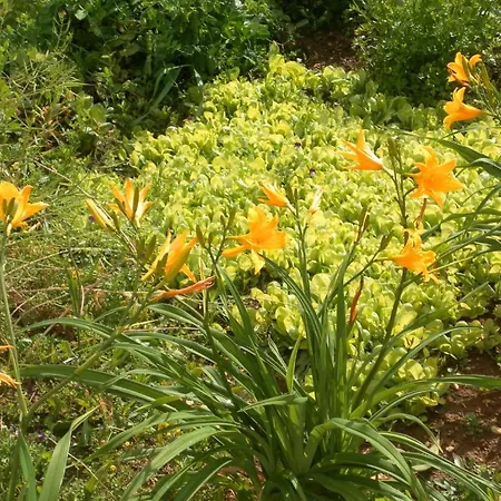 Kır Evi Retiro Da Avo Lidia -