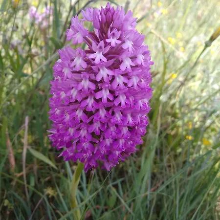 Retiro Da Avo Lidia - Летний дом