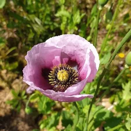 Kır Evi Retiro Da Avo Lidia -