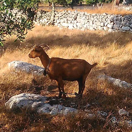 Kır Evi Retiro Da Avo Lidia -