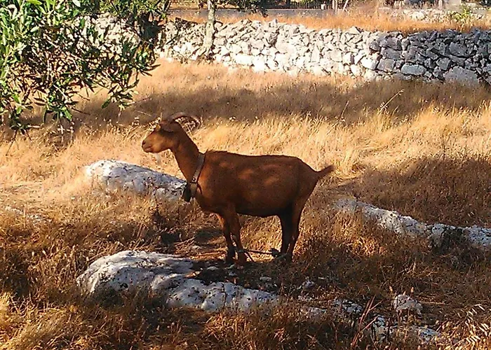 Lantställe Retiro Da Avo Lidia -